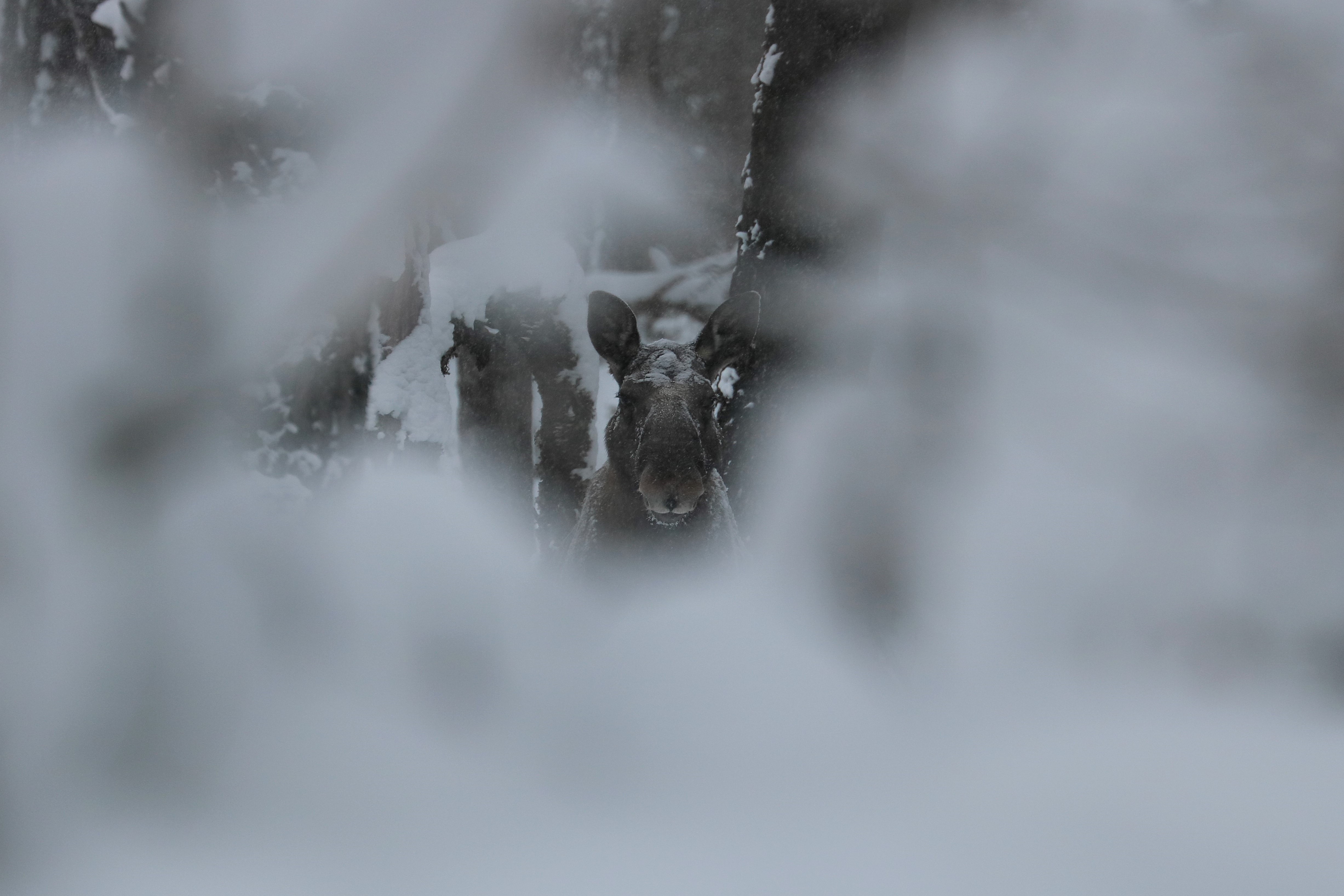 Elgen står i en snøfyltskog og fotografen har funnet en glippe i vegetasjonen for å ta bildet. 
