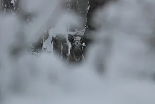Elgen står i en snøfyltskog og fotografen har funnet en glippe i vegetasjonen for å ta bildet. 